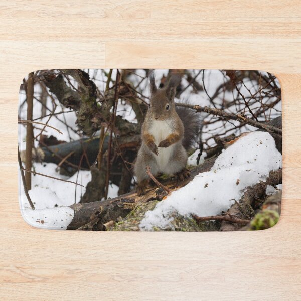 Item preview, King of the rods.  Red squirrel designed and sold by Jouko Lehto Photography.