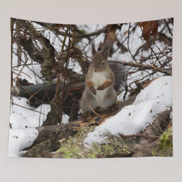 Item preview, King of the rods.  Red squirrel designed and sold by Jouko Lehto Photography.