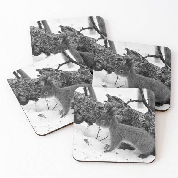 Item preview, Where is the tail. Red squirrel bw designed and sold by Jouko Lehto Photography.
