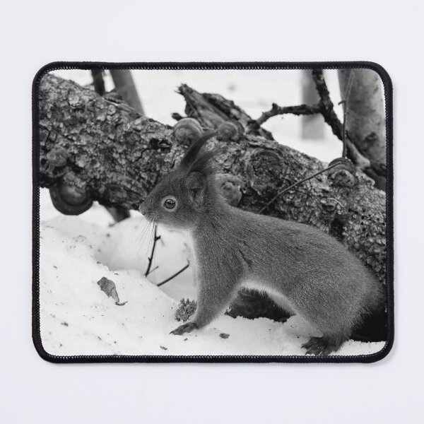 Item preview, Where is the tail. Red squirrel bw designed and sold by Jouko Lehto Photography.