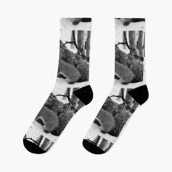 Item preview, Where is the tail. Red squirrel bw designed and sold by Jouko Lehto Photography.