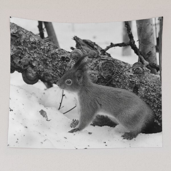 Item preview, Where is the tail. Red squirrel bw designed and sold by Jouko Lehto Photography.