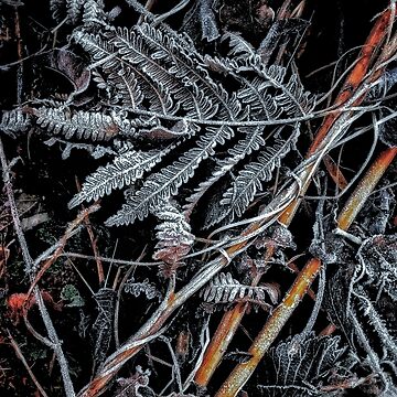 Artwork thumbnail, Touch of frost Frost 1 by Coigach