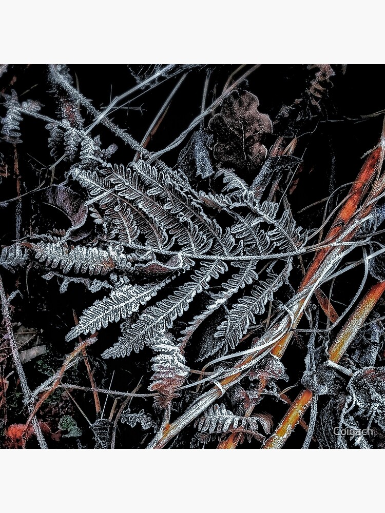 Thumbnail 4 of 4, Pillow, Touch of frost Frost 1 designed and sold by Coigach.