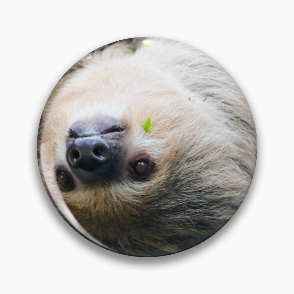 Artikelvorschau, Sloth 001 entworfen und verkauft von JAMFoto.
