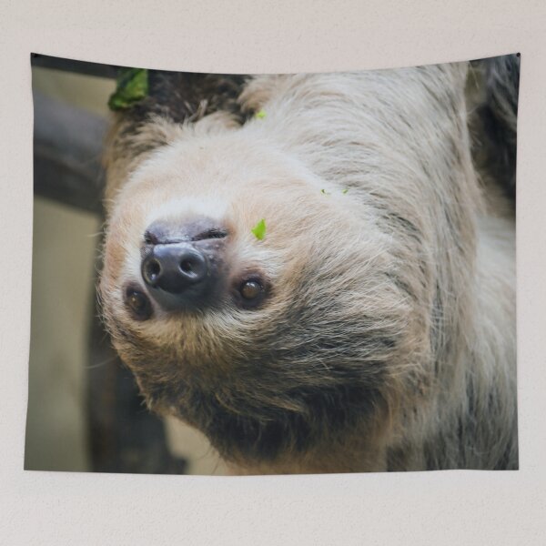 Item preview, Sloth 001 designed and sold by JAMFoto.