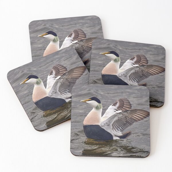 Item preview, Common Eider Duck at Burghead designed and sold by Tom McPherson Photography.