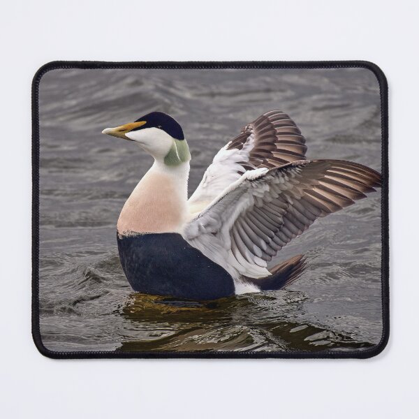 Item preview, Common Eider Duck at Burghead designed and sold by Tom McPherson Photography.
