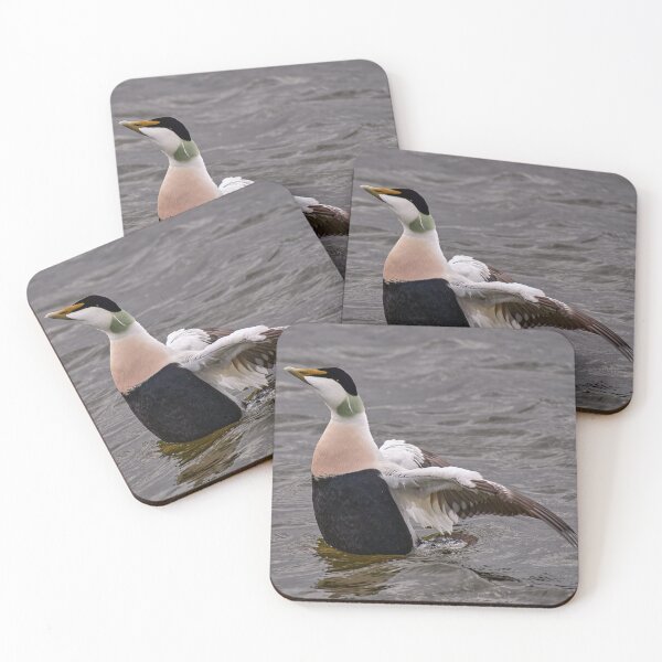 Item preview, Eider Duck designed and sold by Tom McPherson Photography.