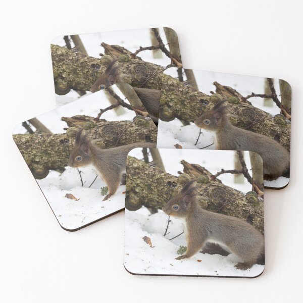 Item preview, Where is the tail. Red squirrel designed and sold by Jouko Lehto Photography.