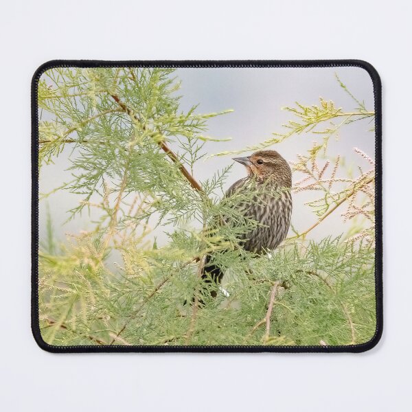 Item preview, Female Red-Winged Blackbird designed and sold by CarolM.