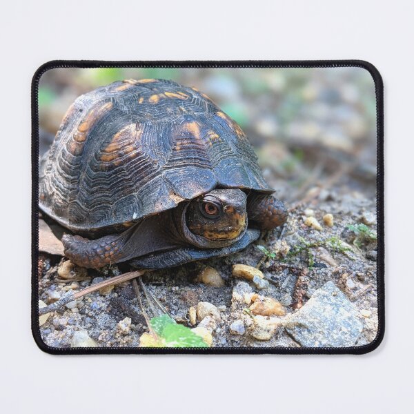 Item preview, Turtle Photo designed and sold by ShenandoahSarah.