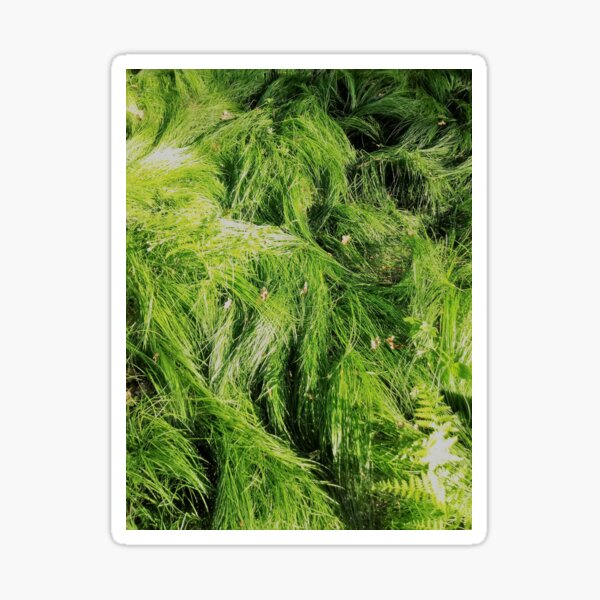 grass in the forest 168 Sticker