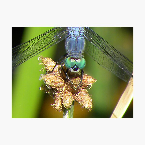 All Eyes On You Photographic Print
