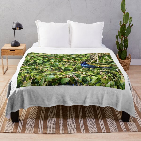 Item preview, Orlando Wetlands Boat-Tailed Grackle designed and sold by MercerImages.