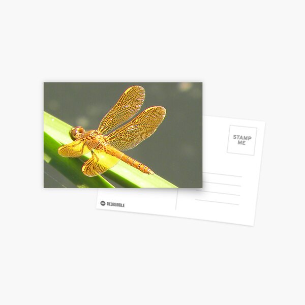 See Thru Wings Postcard