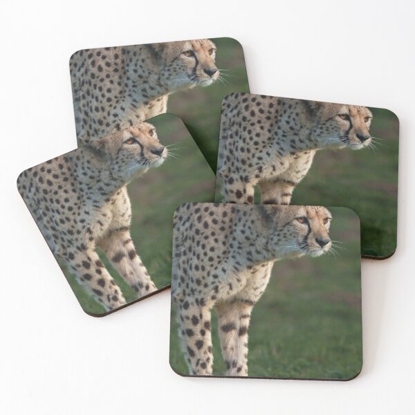 Item preview, Cheetah Ready to Pounce designed and sold by rawshutterbug.