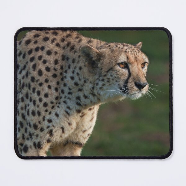 Item preview, Cheetah Ready to Pounce designed and sold by rawshutterbug.