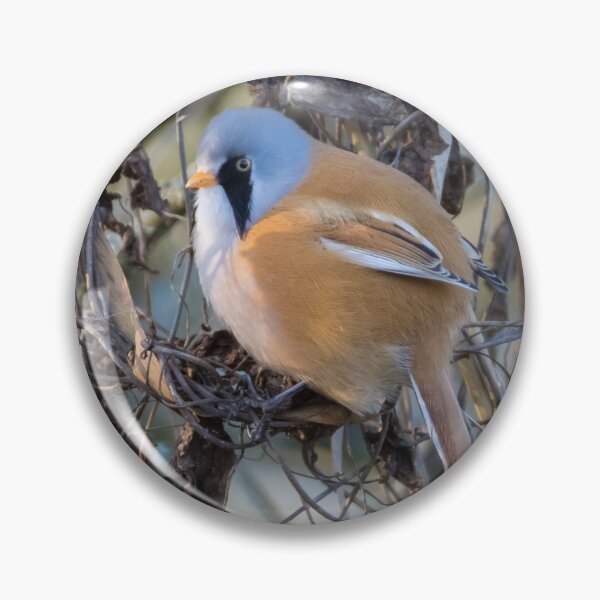 Item preview, Bearded Tit designed and sold by LaurenTucker.
