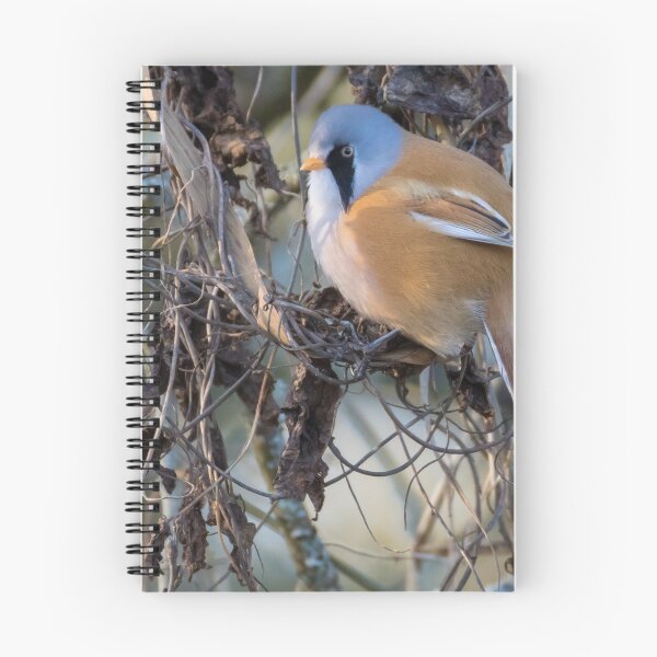 Item preview, Bearded Tit designed and sold by LaurenTucker.