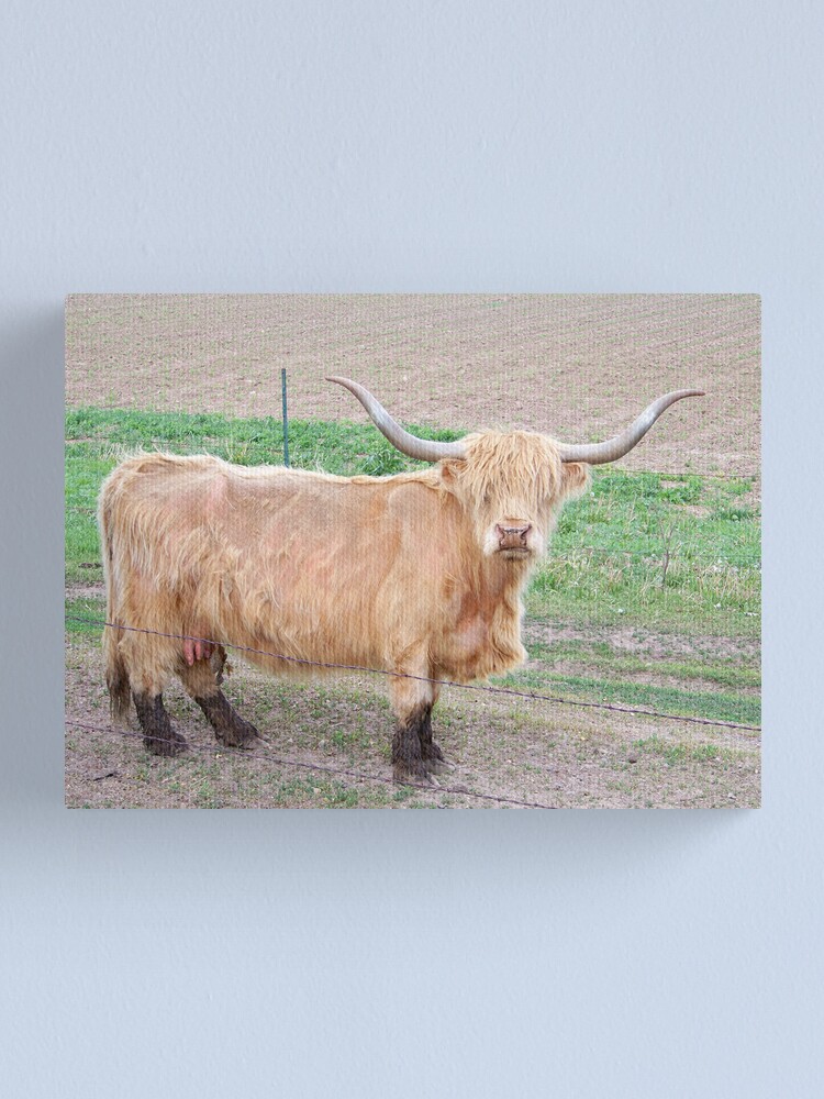 Long Haired Cow Scottish Highland Canvas Print By Noracaswell