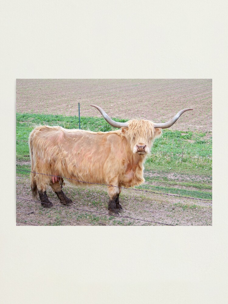 Long Haired Cow Scottish Highland Photographic Print By
