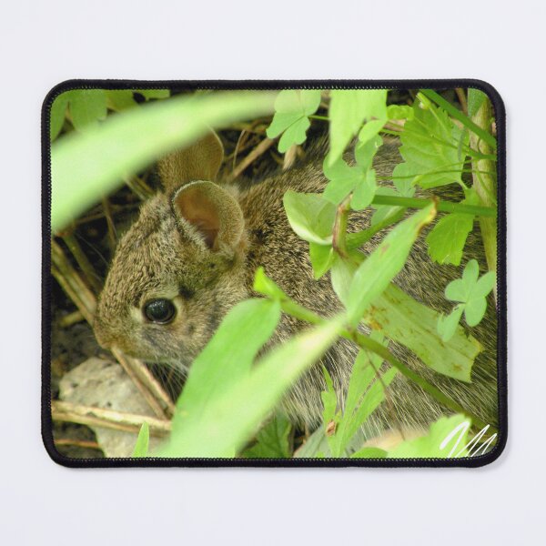 Item preview, Fotografía de la naturaleza de un conejo salvaje de Nebraska designed and sold by mackngraphics.