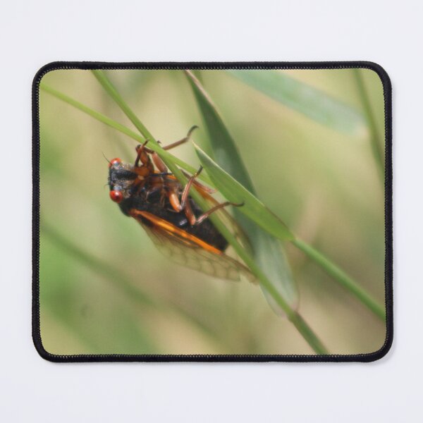 Item preview, Chirping Cicada Photo designed and sold by mackngraphics.