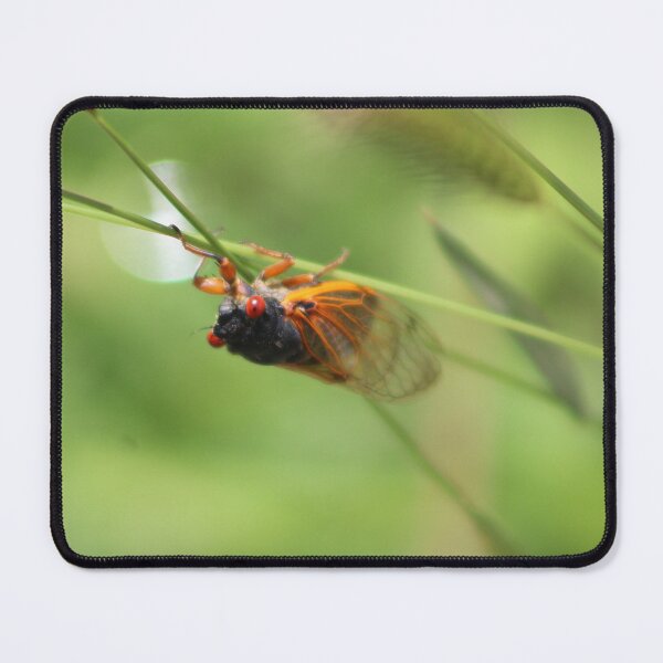 Item preview, Chirping Cicada Tennessee Photo #2 designed and sold by mackngraphics.