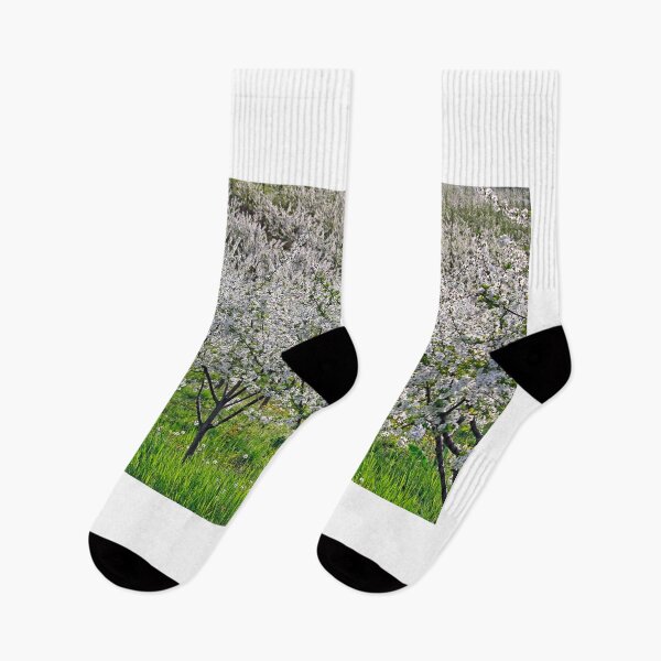 Item preview, Blooming cherry orchard in spring agriculture designed and sold by goceris.