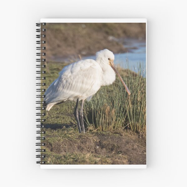 Item preview, Spoonbill designed and sold by LaurenTucker.