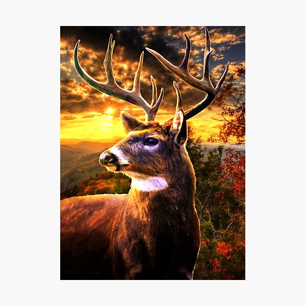 Majesty Photographic Print