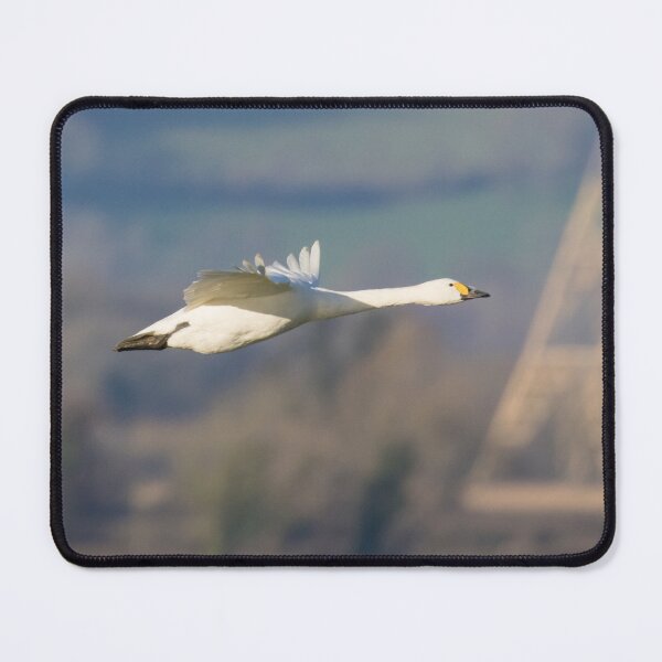 Item preview, Bewick's Swan designed and sold by LaurenTucker.