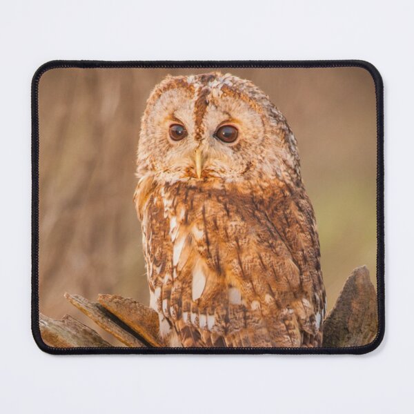 Item preview, Picture of an Owl perched on a log  designed and sold by Camel & Quirk.