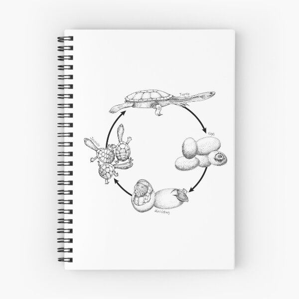 Item preview, The Turtle Life Cycle designed and sold by SERCUL.