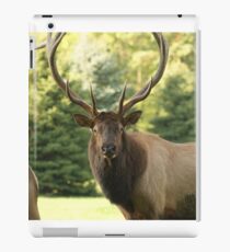 Big Bull Elk iPad Case/Skin