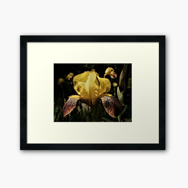 Yellow Iris With Maroon Falls Framed Art Print