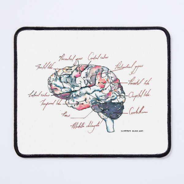 Item preview, Medical Illustration of a Human Brain with Annotations designed and sold by hannooseart.