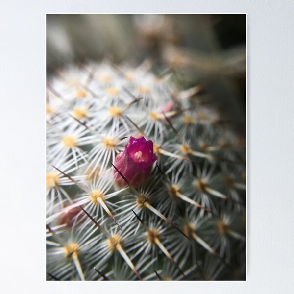 Cactus Flower - Pink Poster