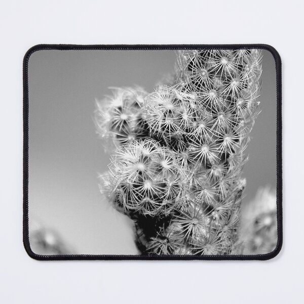 Item preview, Mammillaria elongata Cactus Black And White designed and sold by MercerImages.