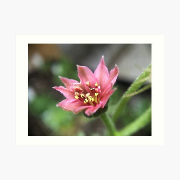 Sempervivum Flower Art Print