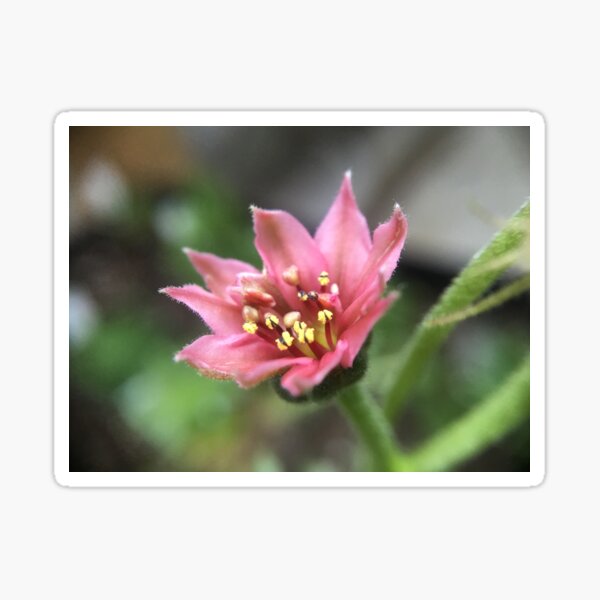 Sempervivum Flower Sticker
