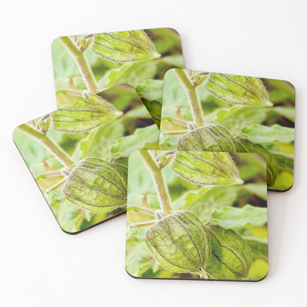 Item preview, Physalis angulata designed and sold by Gaspar Avila.