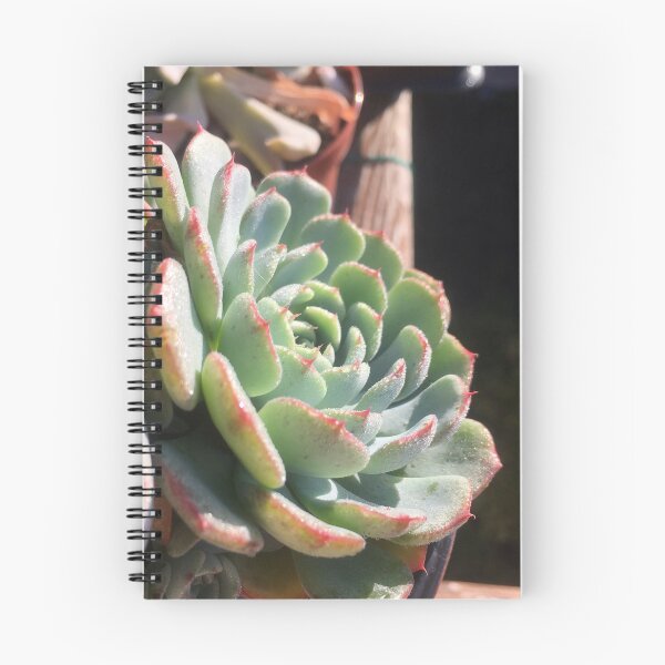 Item preview, Echeveria Minima designed and sold by GrumpyAlison.