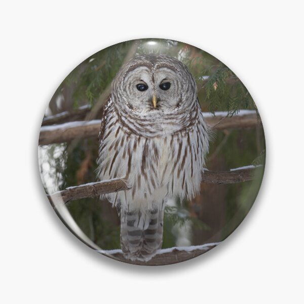 Item preview, Barred owl perched in a tree designed and sold by James Cumming.