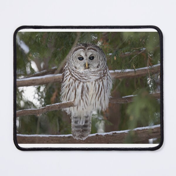 Item preview, Barred owl perched in a tree designed and sold by James Cumming.