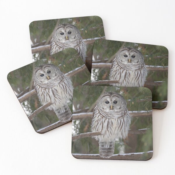 Item preview, Barred owl perched in a tree designed and sold by James Cumming.