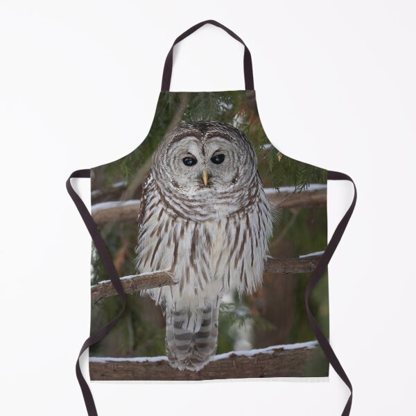 Item preview, Barred owl perched in a tree designed and sold by James Cumming.