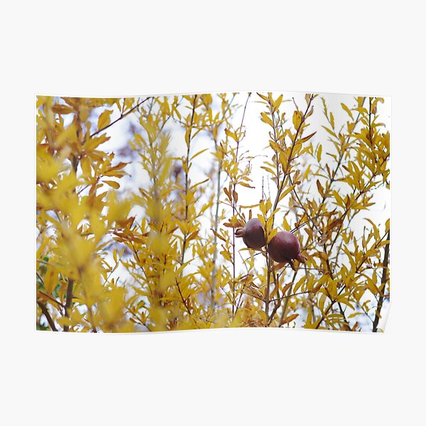 Autumn pomegranates Poster