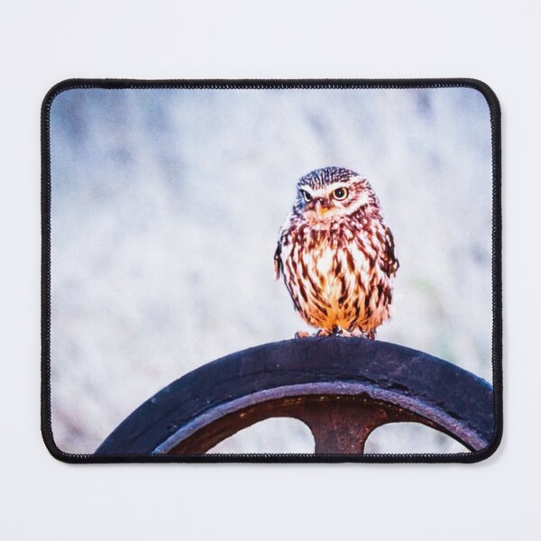 Item preview, Picture of a Little Owl perched on a Wheel designed and sold by Grang Art Artistic Designs.